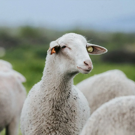 Environmental friendly